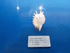 -贝壳王国博物馆