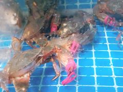 -宾朋海鲜特色美食餐厅·纯手工鲅鱼水饺(兴海路店)