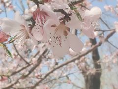 -桃花堤公园