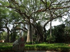 -瑞丽独树成林风景区
