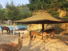 -泉州海丝野生动物世界