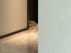 -欣宠猫屋·矮脚拿破仑·蓝金金渐层