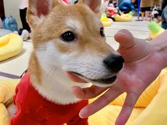 -逗柴咖啡屋·狗咖猫咖宠物桌游