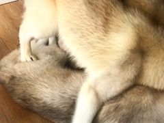 -Husky Go! 哈士奇体验馆·宠物咖啡厅狗咖