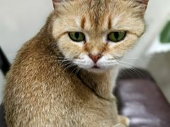 -猫小院猫主题餐厅(南锣旗舰店)