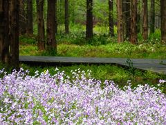 -黄海国家森林公园