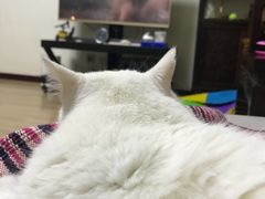-宠福鑫动物医院·动物疾病诊疗中心(天通苑店)