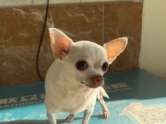-美联众合动物医院·24h京西诊疗中心
