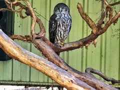 -费瑟代尔野生动物园