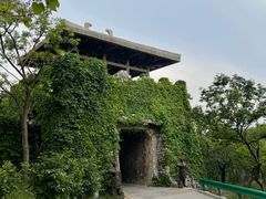 -原山国家森林公园