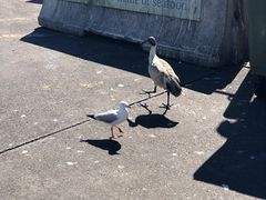 -悉尼鱼市场