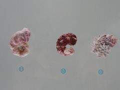 -青岛贝壳博物馆