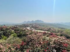 -贵州百里杜鹃风景名胜区