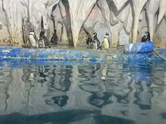 -太平洋海底世界