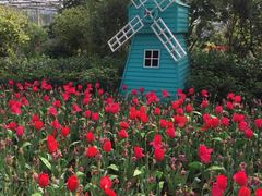 -南宫五洲植物乐园