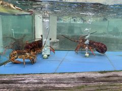 -江天生态园餐厅