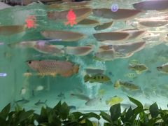 -中环花鸟鱼虫市场