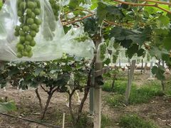 -马陆小张葡萄园农家乐