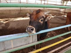 景点-南宫五洲植物乐园