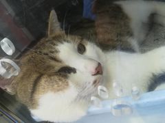 -创凡宠物医院·骨专科  猫科中心(西乡分院)