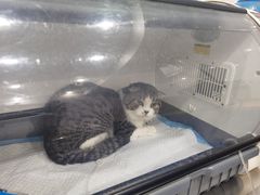 -伟伟宠物医院·CT影像中心·瑞派犬猫综合性门诊(汉口总院)