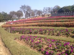 -松山湖梦幻百花洲