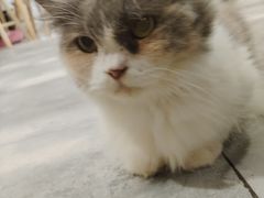 -楼上猫咖(罗湖店)