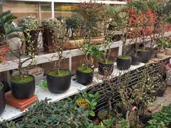 -双季花艺园艺市场(浦东店)