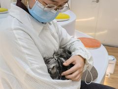 -COLOR PETS 撸猫馆·购猫·猫咖(长风大悦城店)