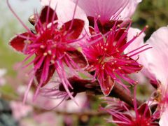 -南汇水蜜桃采摘(大团店)