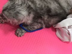 -翊宠yipet猫狗购宠庄园犬舍•猫舍