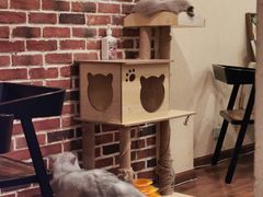 -猫友咖啡店(玉林西路店)