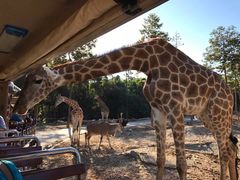 -清迈夜间动物园