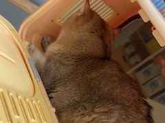 -艾贝尔宠物医院·24H转诊中心·肿瘤猫专科(江宁双龙店)