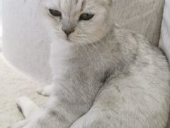 -藏猫猫咖啡主题馆(中央大道店)