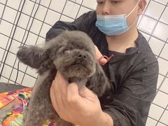 -熊小胖宠物生活馆(天华园店)