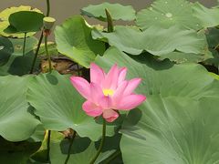 -大兴滨河森林公园