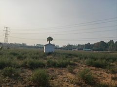 -紫颐香薰山谷景区