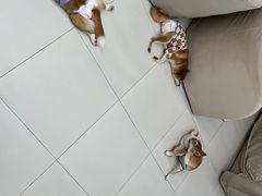 -怪兽屋·羊驼·猫咖·狗咖(俊华广场店)