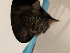 -pd派德宠物中心医院24H急重症·眼科中心·血液透析中心(嵩山北路店)