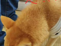 -逗柴咖啡屋·狗咖猫咖宠物桌游