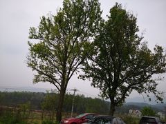 -素山寺森林公园