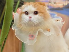 -袖虎·猫馆(体育西路店)
