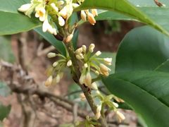 -九龙江国家森林公园