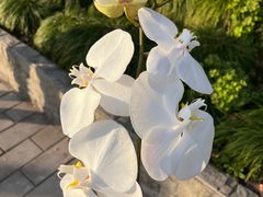 -双季花艺园艺市场(浦东店)