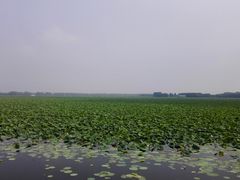 -微山湖红荷湿地景区
