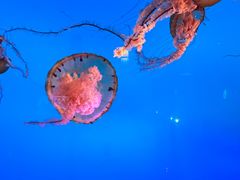 -太平洋海底世界