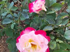 -人民公园(罗湖区)