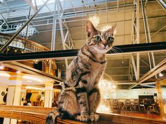 -more than meow吴止猫主题餐厅(承德 中船汇店)