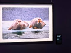 -罗红摄影艺术馆